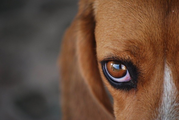 Ответы centerforstrategy.ru: У собаки на глазу ячмень. Чем лечить?